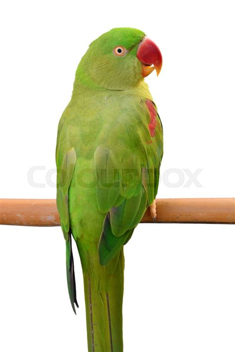 Green Parrot Bird Stock Image Colourbox