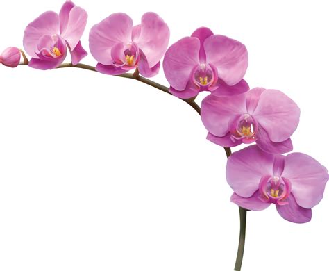 Flower Orchid Flowers Png Download 16001318 Free Transparent