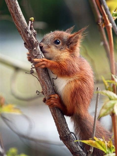 Baby Red Squirrel