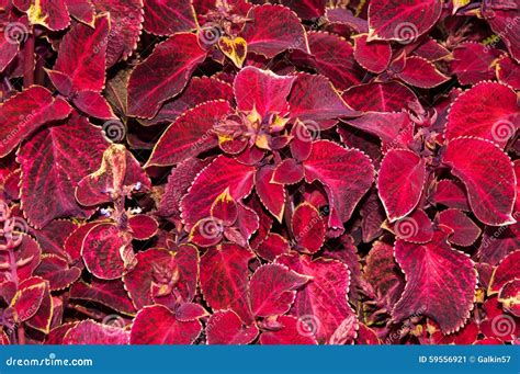 Coleus Flower In Autumn Stock Image Image Of Fall Freshness 59556921