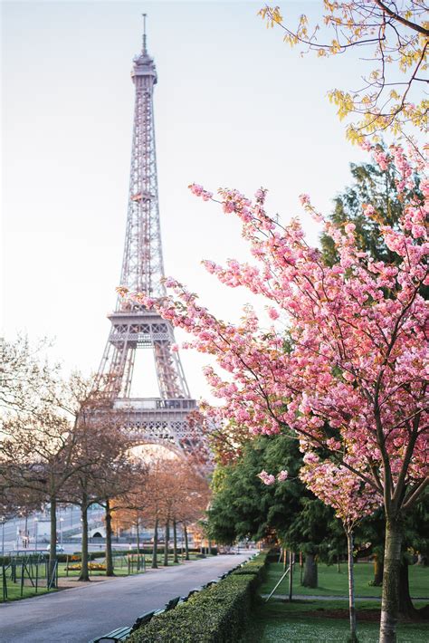 Paris In Spring Is Magical Cherry Blossoms Are Amazing