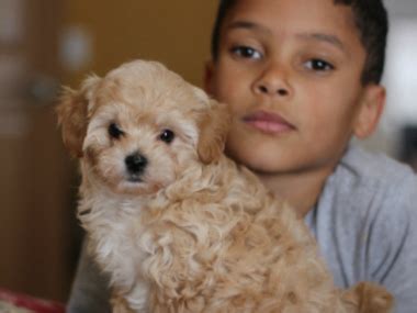 I am a hobby breeder located in whittier california. Toy Poodle Mix Puppies Oregon | Wow Blog