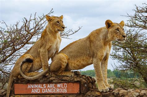 Besieged Paradise Nairobi National Park ~ Ease My Safari