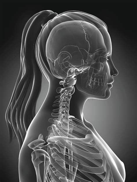 Female Neck Bones Photograph By Sebastian Kaulitzki Pixels