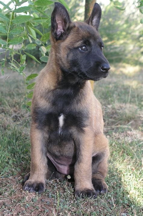 Belgian Malinois Info Temperment Care Puppies Pictures Training