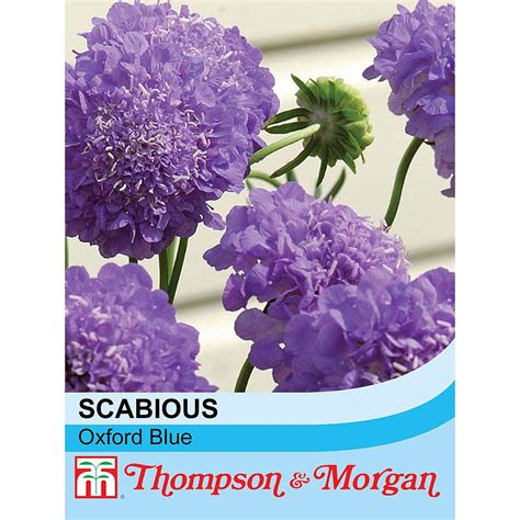 Scabious Oxford Blue Seeds Thompson And Morgan