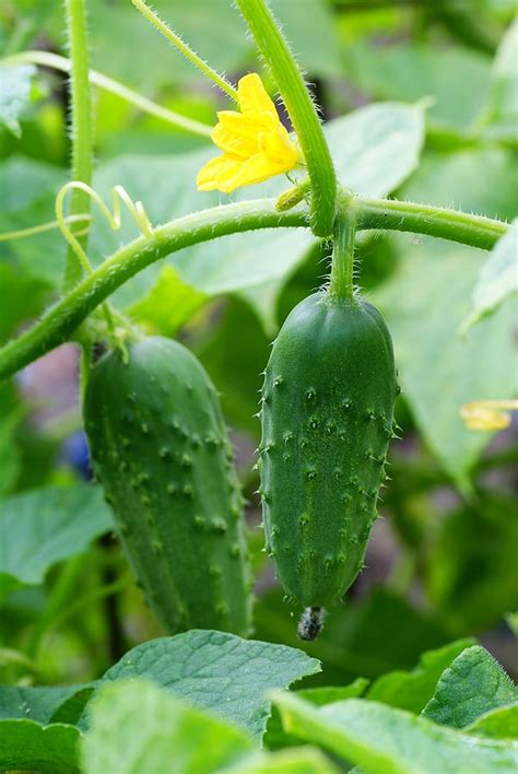 Cucumber Companion Plants MIM Info Master News
