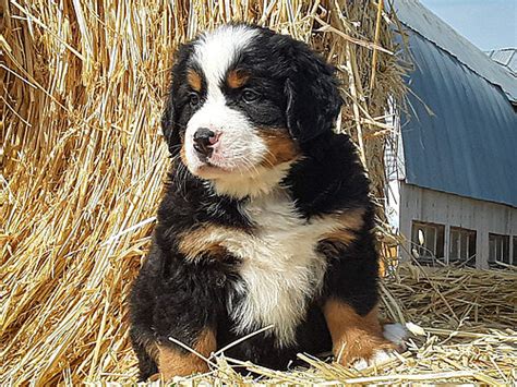 Pink Collar Female Bernese Mountain Dog Puppy For Sale Sweetwater