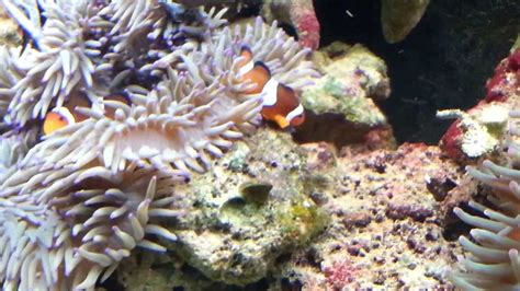 Pair Of Ocellaris Clownfish Protecting Eggs Youtube