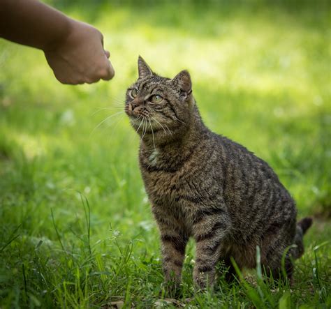 Feeding higher protein diets to cats with diabetes can help maintain muscle mass, but your veterinarian can help you determine the right amount for your cat. The feeding hand.. | My niece feeding the cat in the ...