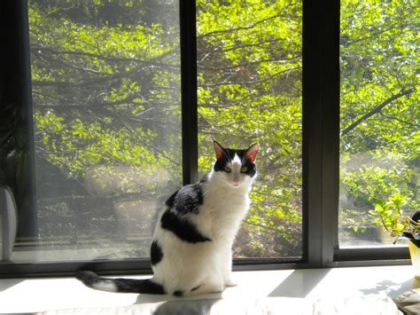 Then don't just ignore it. Temperament of Female Cats vs. Male Cats? | ThriftyFun