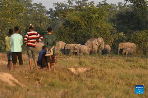 Wild Elephants Seen Near Village In Assam India Xinhua
