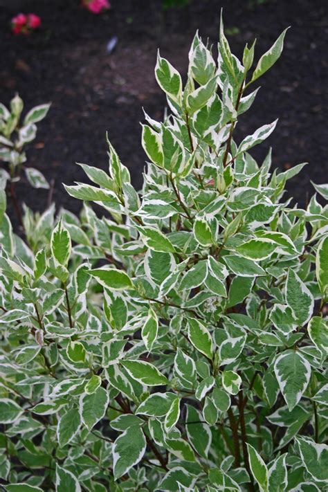 Cornus Alba Ivory Halo Red Twig Dogwood Gateway Garden Center