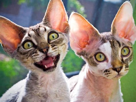 5 Of The Weirdest And Ugliest Cat Breeds From Around The World