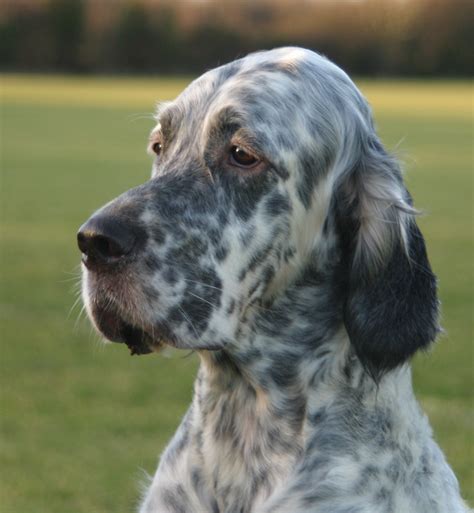 All of our puppies are up to date on vaccinations a. English Setter Dog Breed Information, Puppies & Pictures