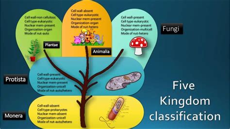Five Kingdom Classification Ppt Slide Assignment Practical Project Class 8 To Pg Youtube