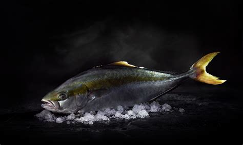 Nordic Kingfish Sustainable Yellowtail Kingfish