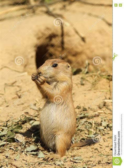 Baby Prairie Dog Standing Upright And Eating Stock Photo Image Of