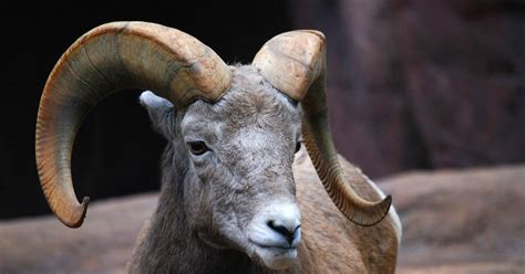 Fortunately, most dangerous african animals can be safely seen in national parks and game reserves. List African Animals With Horns : Uhywtiaoeo91mm : Approximately 100,000 insect species and ...