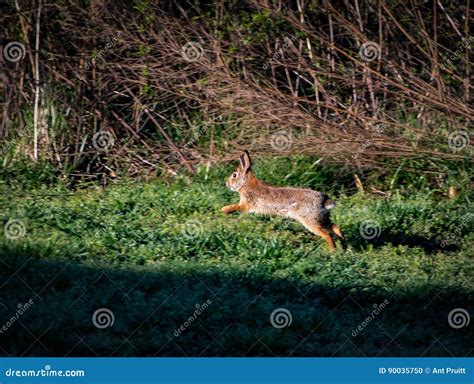 Rabbit Run Stock Photo Image Of Rabbit Fast Nature 90035750