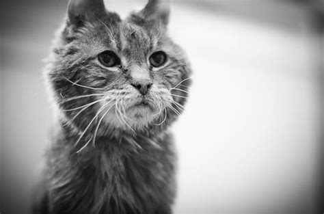 See full list on vetstreet.com 23.5 years old. | Cats, Animals, 5 year olds