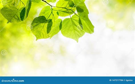 Green Fresh Leaf On Sunny Blurred Greenery Background Stock Photo