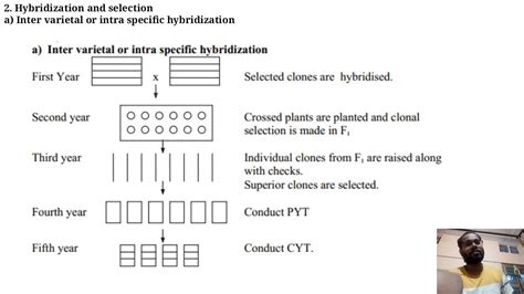 Clonal Selection And Hybridization Youtube