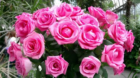 Download Wallpaper 1920x1080 Roses Bouquet Pink Design Full Hd 1080p