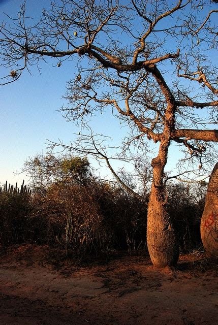 36 Best Images About Toborochi Tree On Pinterest