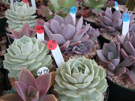 Aukland cactus and succulent society. danger garden: Oregon Cactus & Succulent Society Show and ...