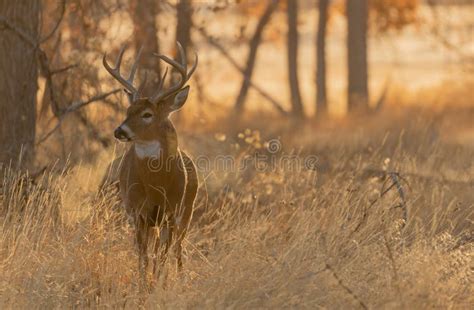 Whitetail Deer Buck In Autumn At Sunrise Stock Image Image Of Rutting