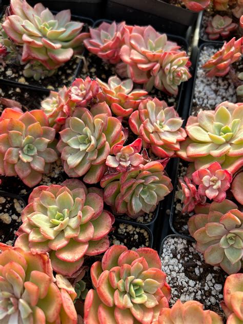 Echeveria Red Noble Cluster April Farmrare Succulents