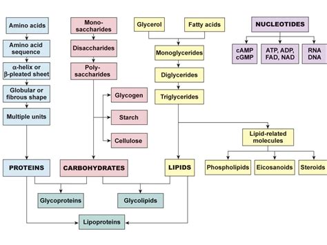 Biochemistry Properties Of Water Organic Compounds And Enzymes
