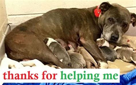 The Pregnant Pit Bull Dog That Was Put In The Trash Used What Little