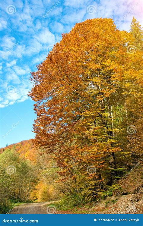 Fabulous Colors In The Autumn Forest On A Sunny Day Harmony Re Stock