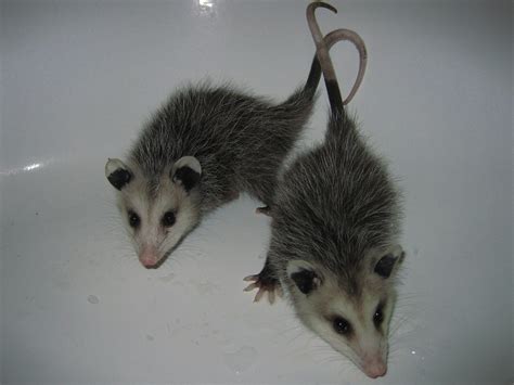 Opossum Photograph 020 These Two Did Not Get Along Very Well