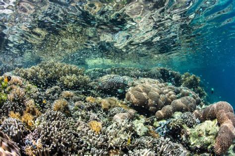 Things To Know About The Impacts Of Ocean Acidification