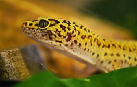 15 Types Of Pet Lizards With Pictures Reptile Advisor