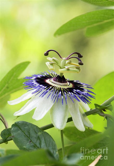 Blue Passion Flower Photograph By Tim Gainey Fine Art America