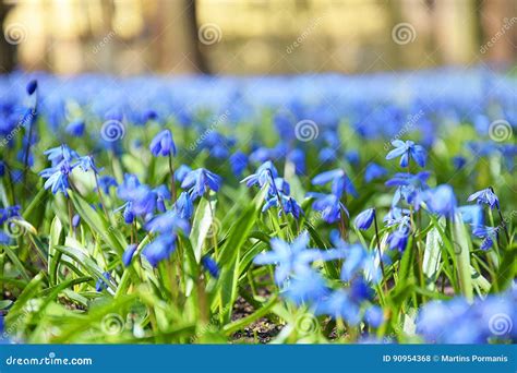 Blauwe De Lentebloemen Stock Foto Image Of Gras Romantisch 90954368