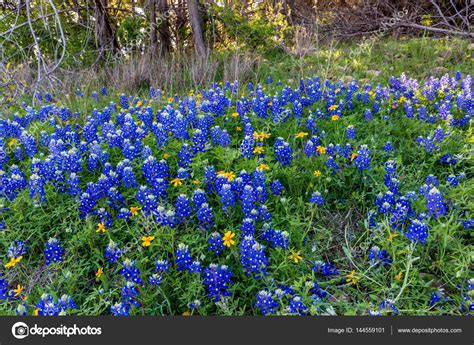 Texas Bluebonnets At Muleshoe Bend In Texas — Stock Photo