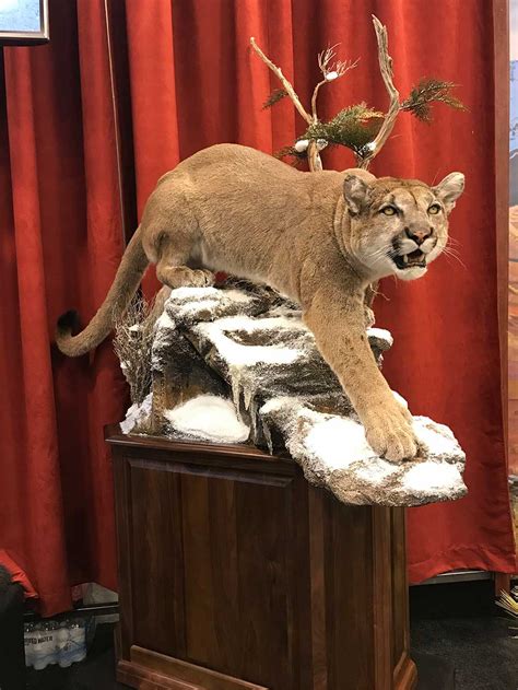 Sci Taxidermy 22 Of The Greatest Mounts Youve Ever Seen