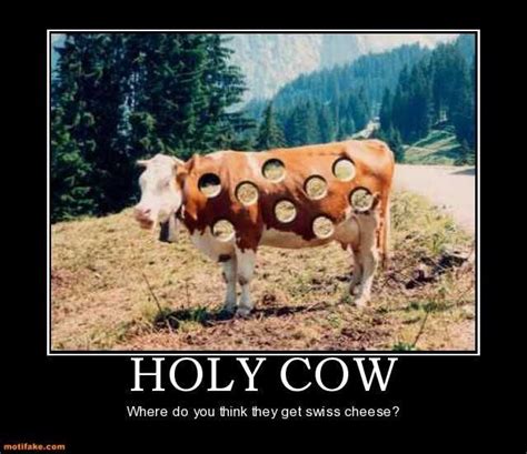 Image Result For Cow Stuck In Fence Joke Funny Dating