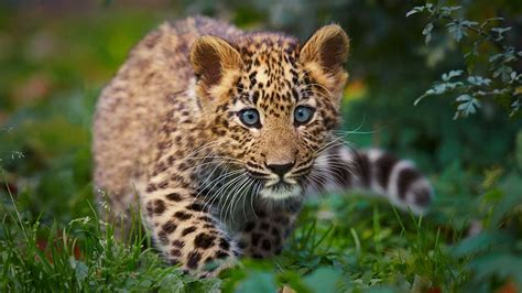 Tapeta Na Monitor Zvířata Tapety Zvířata Leopard Mládě