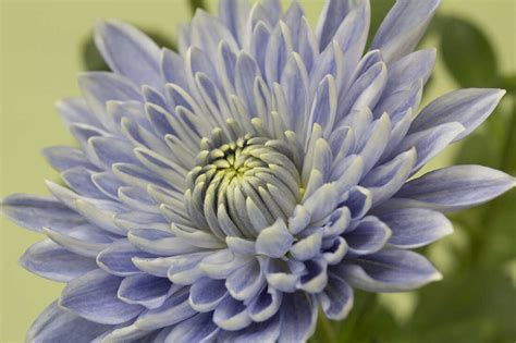 Types Of Chrysanthemum Cheapest Sales Save 67 Jlcatjgobmx