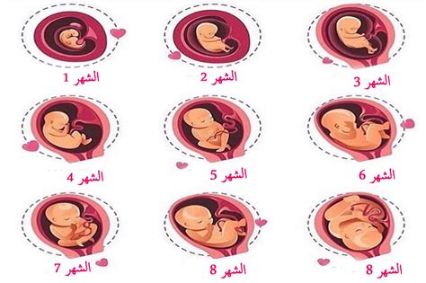وضعية الجنين في الشهر الثامن