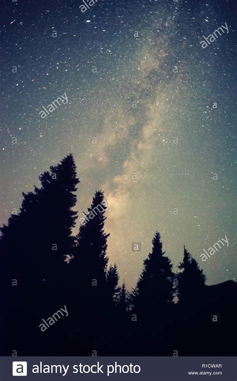 Beautiful Night Landscape With Bright Milky Way And Pine Tree