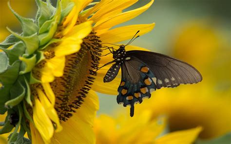 Download Sunflower Animal Butterfly Hd Wallpaper