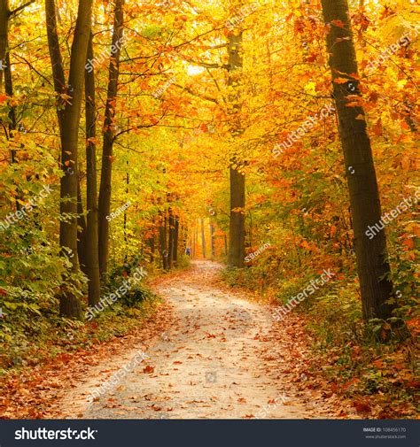 Pathway Through The Autumn Forest Stock Photo 108456170 Shutterstock