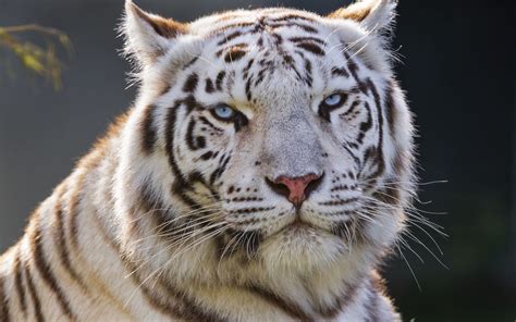 Download Wallpaper 1680x1050 White Tiger Tiger Predator Big Cat